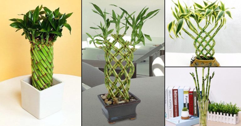 Read more about the article Održavanje biljaka: Bambus održavanje – Srećni bambus nega