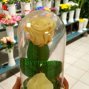 Aranžmani za godišnjice – 007 – Ruže u staklenom zvonu večna ruža ruža lepotica i zver