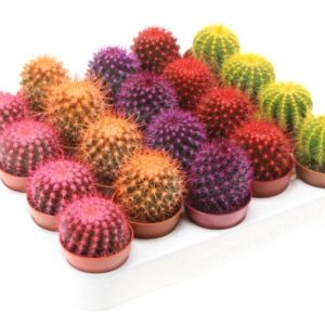 Kaktus u boji – bojeni kaktus