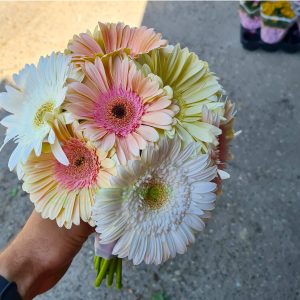 Bidermajer – 127 – Bidermajer od gerbera