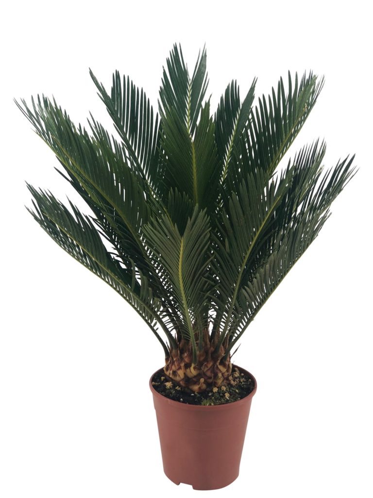 Read more about the article Održavanje biljaka: Cikas palma –Sago palma održavanje