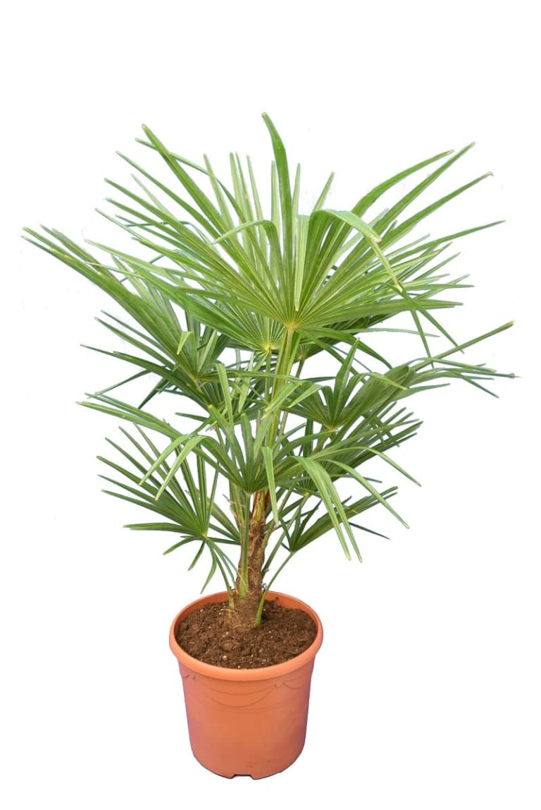 Read more about the article Održavanje biljaka: Trahikarpus palma – Lepezasta palma održavanje