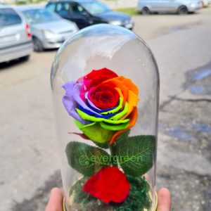 Večna ruža u staklu – 013 – Šarena ruža