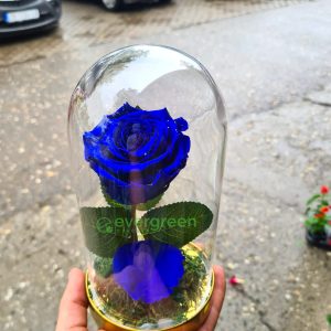 Večna ruža u staklu – 011 – Plava ruža