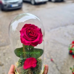 Večne ruže u staklu – 005 – Ciklama