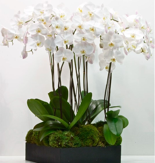 You are currently viewing Održavanje biljaka: Orhideja održavanje – Orhideja nega